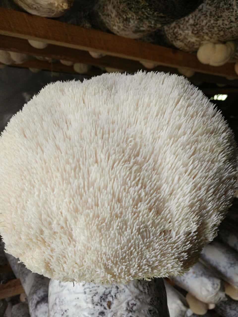 Lions Mane Extract 451mg (Beta Glucans 112mg) - Image 10